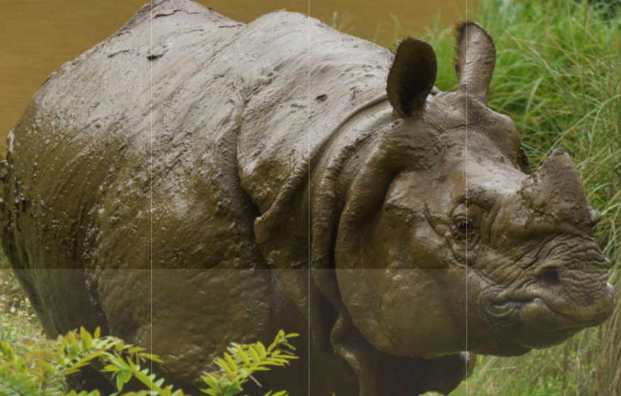 131 Wild Animals died in Kaziranga National Park